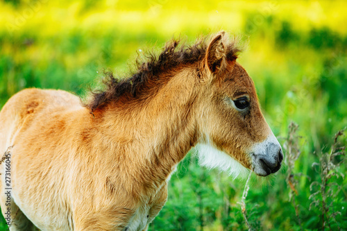 Cute shetland foal walking through the meadow, exploring the world.