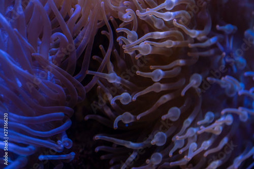  Sea anemone, balloons