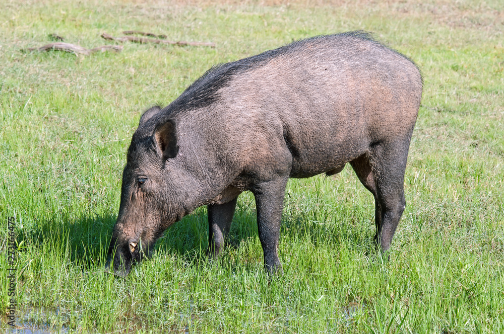 Wild boar in a national Park of Sri Lanka Wild boar in a national Park of Sri Lanka
