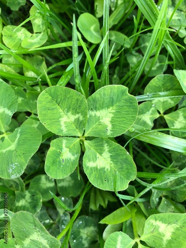 Vierblättriges Kleeblatt im Gras