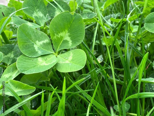 Vierblättriges Kleeblatt