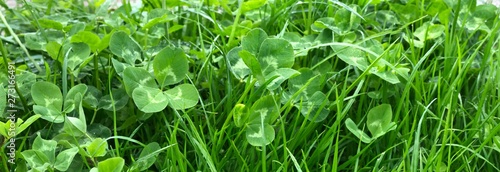 Vierblättriges Kleeblatt im Gras