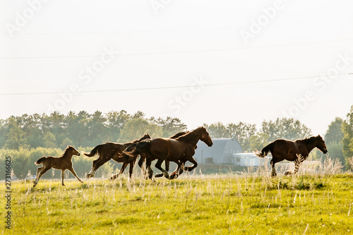 Herd of Horses Back to the Pasture in the Countryside. Herd. Evening.