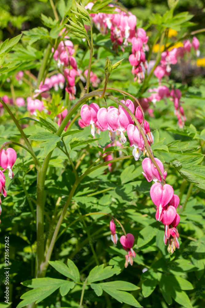 Dicentra Bleeding Heart spring bloom garden decorative flowers. Long bunches of pink flowers heart. Beautiful flowers of unusual shape Blooming Dicentra Spectabilis