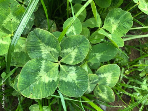 Vierblättriges Kleeblatt