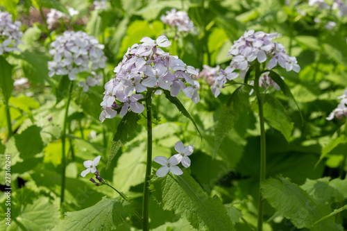 Lunaria rediviva flowering medicinal plants, many small flowers white blue, long stems with leaves. Perennial diuretic plant soothing Lunaria rediviva