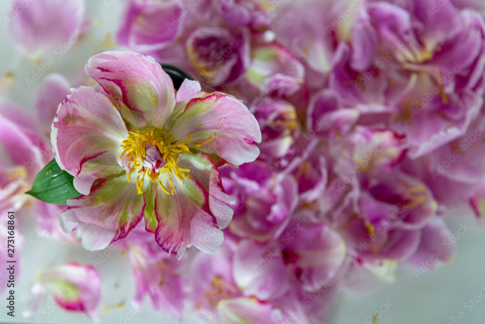 Broken Pink Peony Flower From Above Surrounded by Loose Petals on White Table - Romantic Spread of Flower Petals From Blooming Pink Peony