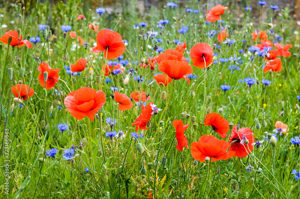 Fototapeta premium Blühende Wiese mit Mohn und Kornblumen