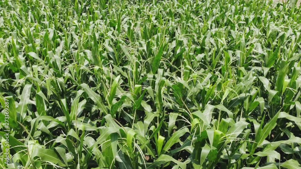 Countryside, flying over the green field of corn, view from height. Countryside, flying over the green field of corn, view from height.