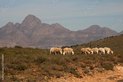 White Dorpers grazing in the arid Karoo vegetation with the Cockscomb mountain peak in the background.