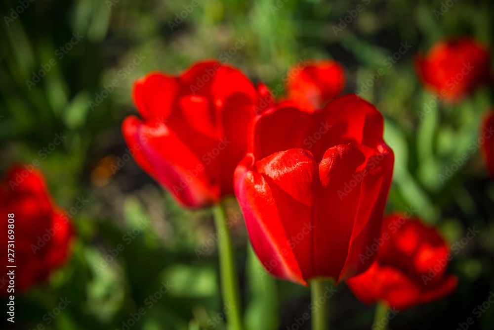 Blooming tulip, red flower Blooming tulip, red flower