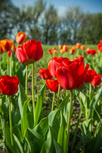 Blooming tulip  red flower