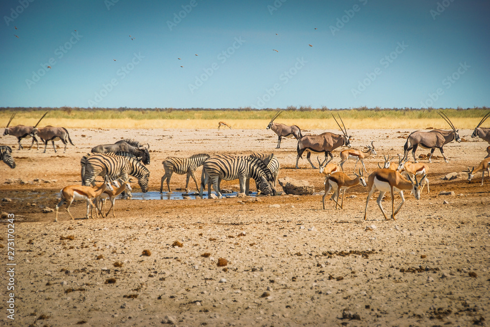 Zebras, springboks and kudus at a waterhole, in Etosha National Park, Namibia, Africa Zebras, springboks and kudus at a waterhole, in Etosha National Park, Namibia, Africa