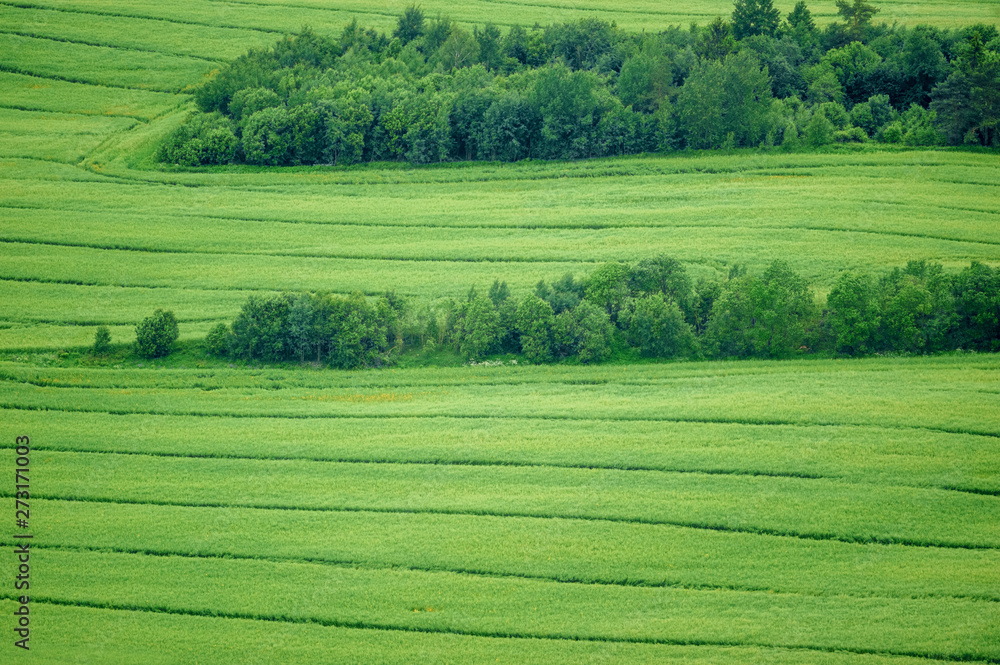 Green grass field areal view with stripes and bushes in farmland