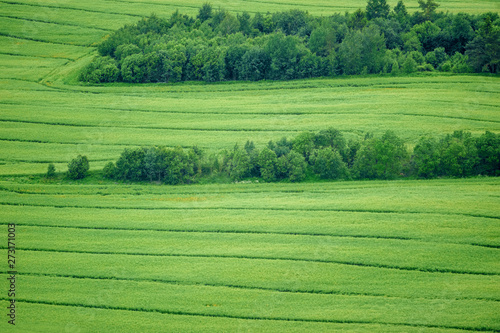 фотографія Green grass field areal view with stripes and bushes in farmland