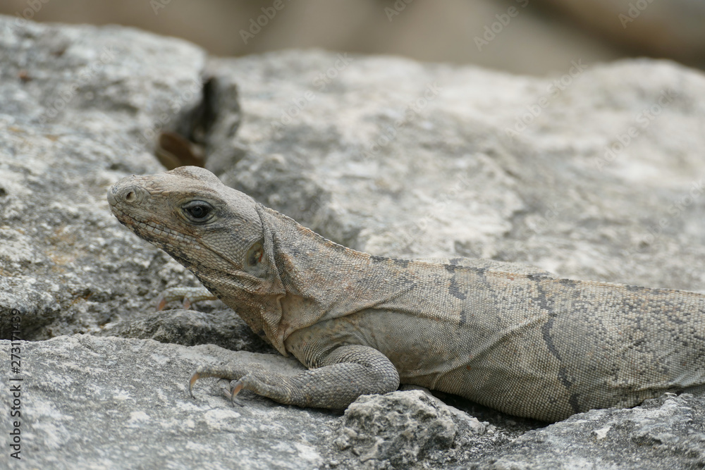 Black Iguana Camouflaged Against Rocks Black Iguana Camouflaged Against Rocks