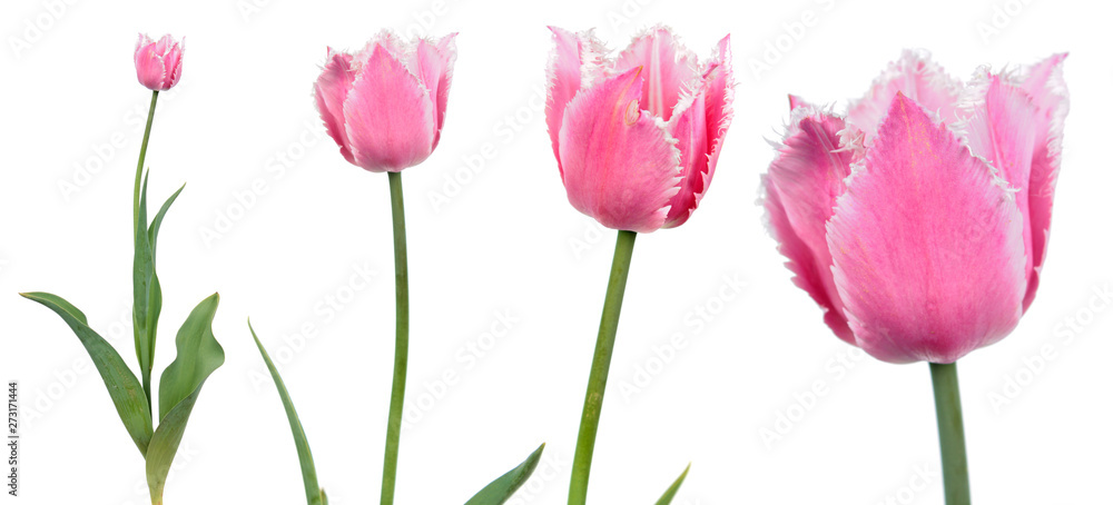 Pink tulip flower close-up isolated on white background. Cultivar from Fringed Group Pink tulip flower close-up isolated on white background. Cultivar from Fringed Group