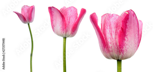 Pink tulip flowers close-up isolated on white background
