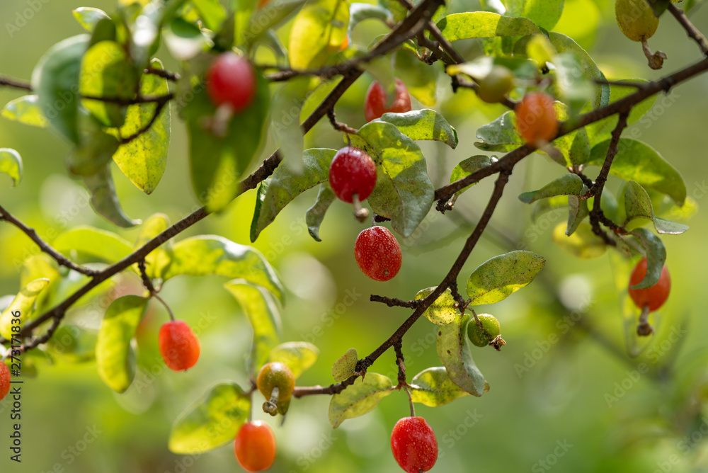 Fruit of silverberry, on the branch Fruit of silverberry, on the branch