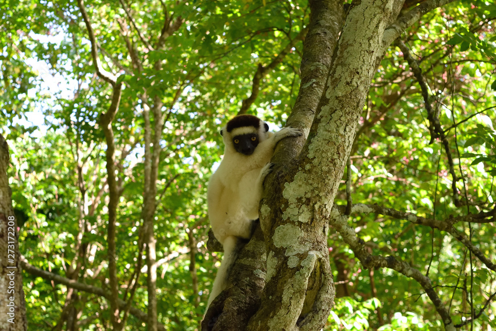 Obraz premium ベロ―シファカ