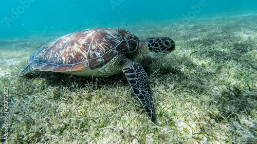 Sea turtle swims in sea water  Olive green sea turtle closeup. Wildlife of tropical coral reef  Aquatic animal underwater photo.