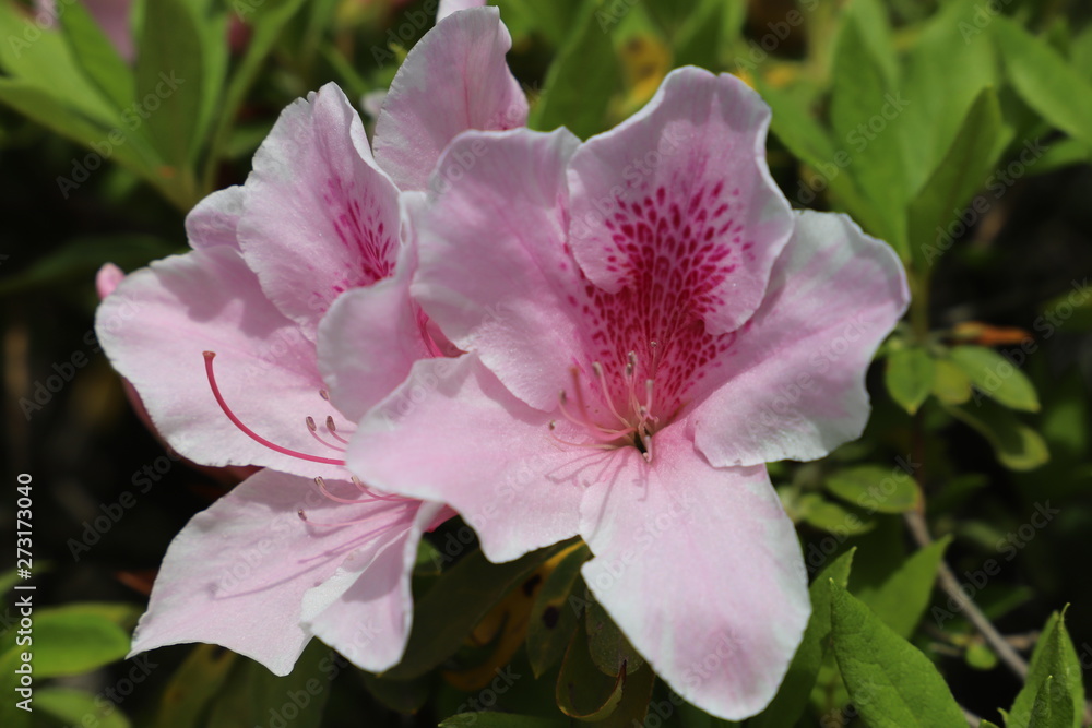 Naklejka premium 公園に咲く花 ツツジ