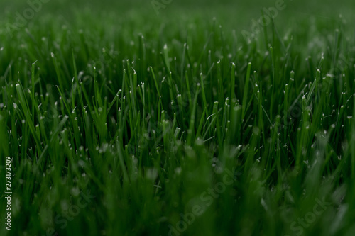 Green grass texture. Summer green background
