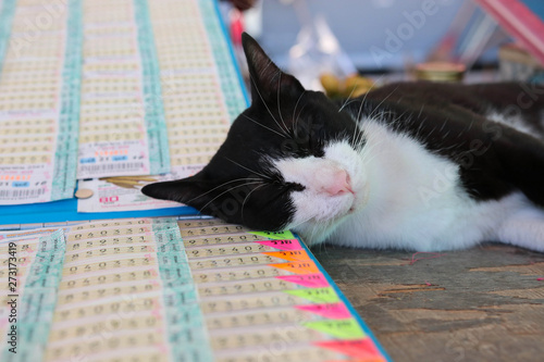 Lottery Thai tickets for sale with black and white cat sleeping on the table