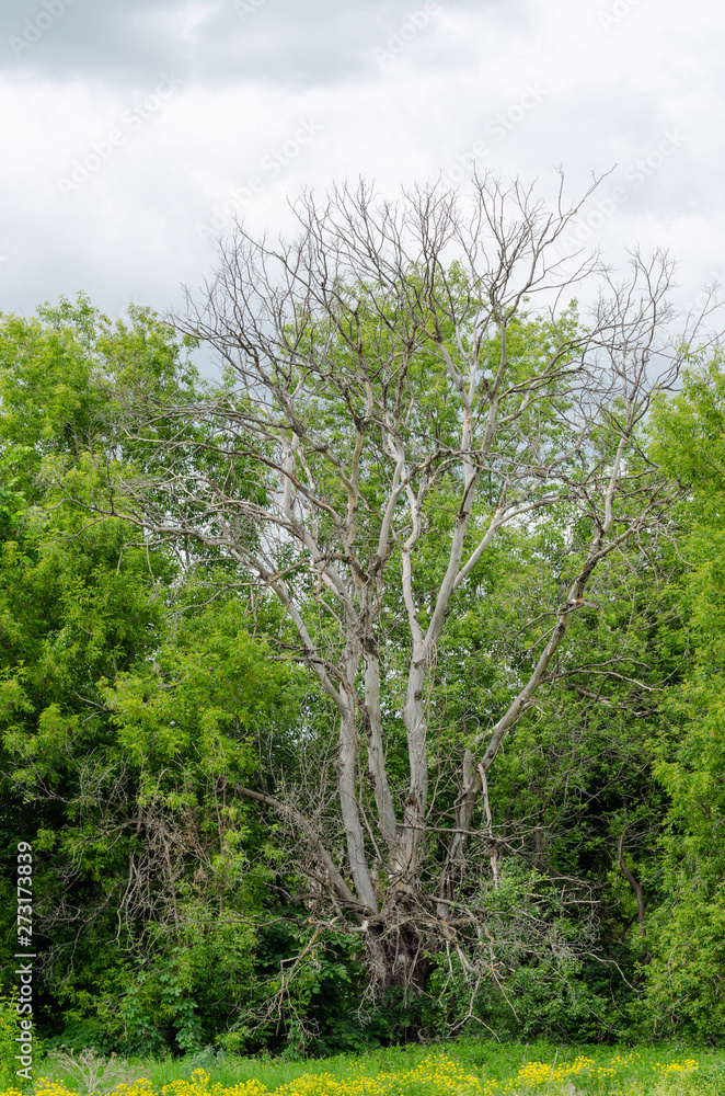 dry tree among green trees in cloudy weather dry tree among green trees in cloudy weather