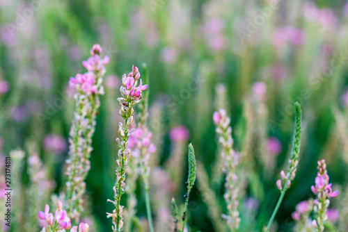 Close up blooming Onobrychis viciifolia inflorescence or common sainfoin