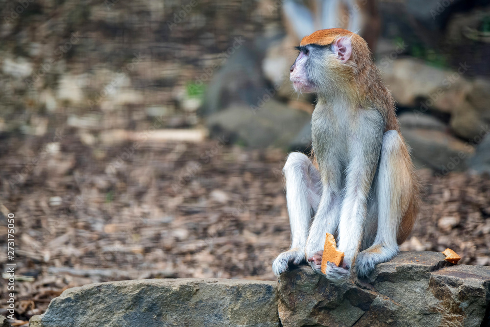 Obraz premium Patas Monkey or Erythrocebus patas eats bread in captivity