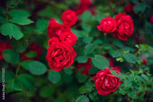 red roses bush grow in summer garden