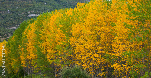 Chopera en otoño. Cañón del Ebro. BURGOS. CASTILLA Y LEÓN. ESPAÑA photo