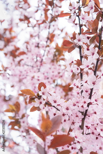 Pink cherry blossom on background of blue sky. Close-up. Vertical