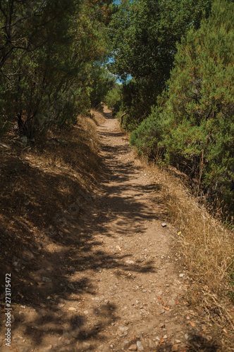 Dirt path in the forest amid bushes and trees