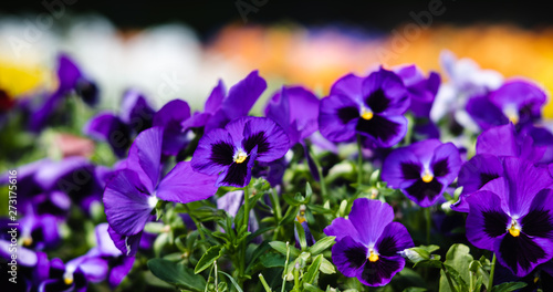 blossoming pansies flowers