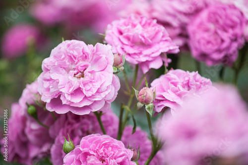 pink garden rose flower blossom © jonicartoon