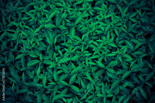 Dark green foliage  Beautiful green leaf  Tropical leaves  dark green background  natural background