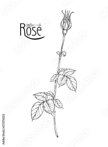 vector floral arrangement with rose flowers and rose buds