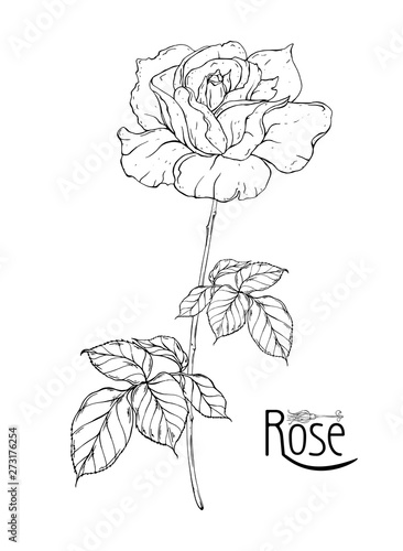 vector floral arrangement with rose flowers and rose buds