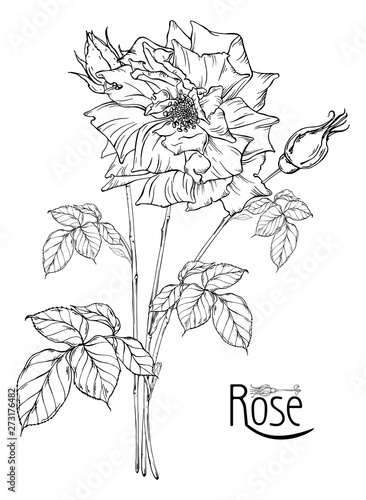 vector floral arrangement with rose flowers and rose buds