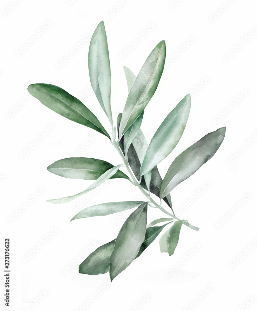 watercolor green brunch on the white background watercolor green brunch on the white background