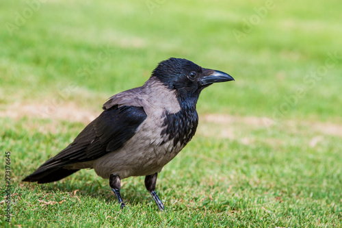 Black grey crow bird on green grass background in Israel, Netanya