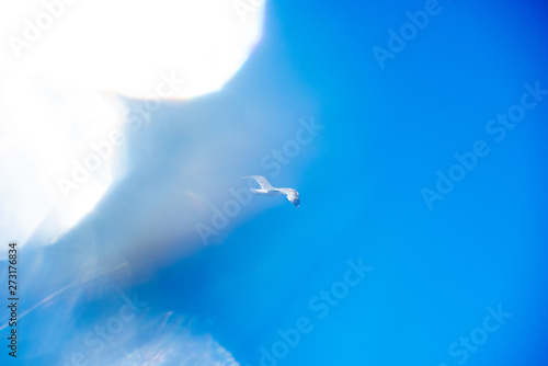 Seagull flying free in the sky with bright bokeh