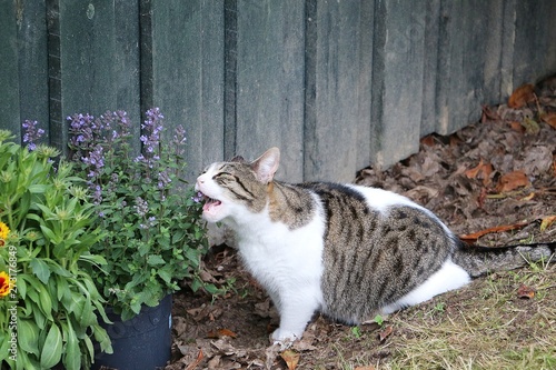 funny beautiful cat is sitting in the garden and eating fresh catmint photo