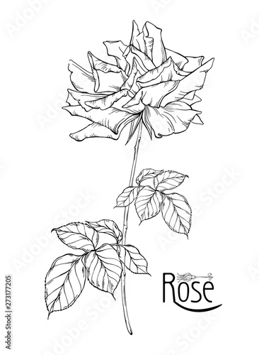 vector floral arrangement with rose flowers and rose buds