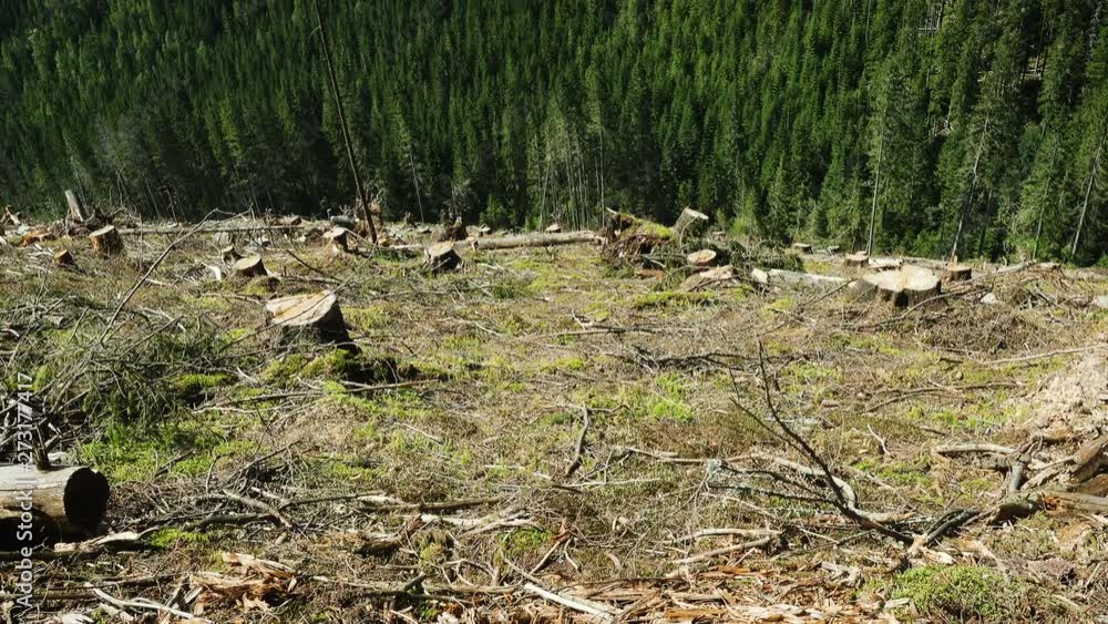 deforested hill with stumps and pine tree forest at the mountains deforested hill with stumps and pine tree forest at the mountains