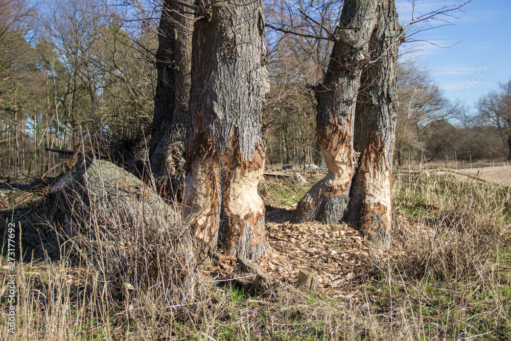 Trees bitten by the beaver