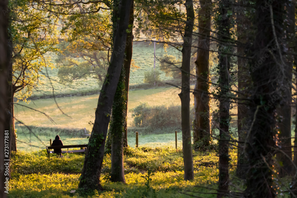 Obraz premium Evening sun