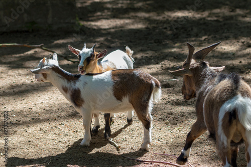 Dwarf goats  capra aegagrus f. hircus 